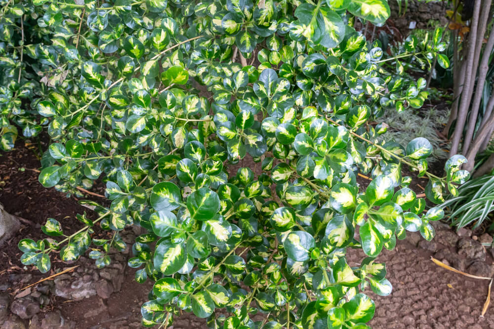 Coprosma repens