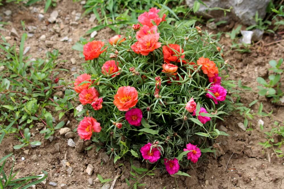 Portulaca grandiflora