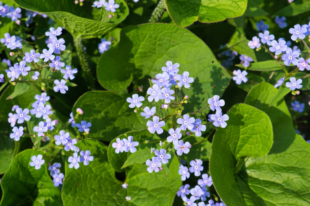 Brunnera macrophylla