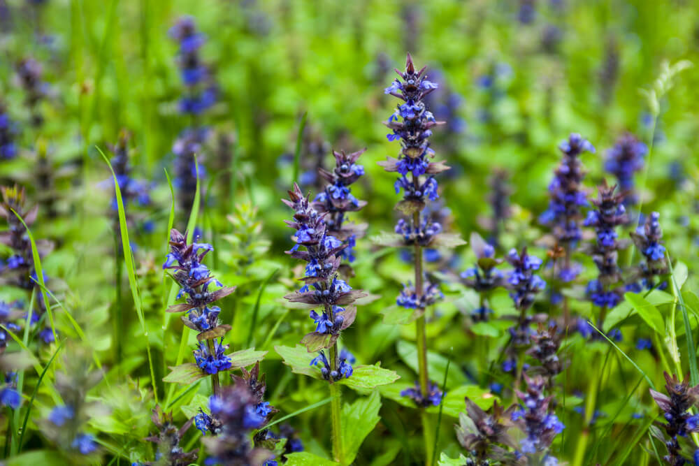 Ajuga reptans