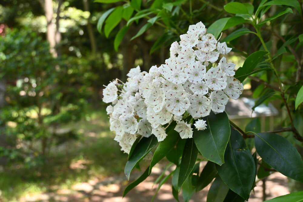 Kalmia latifolia