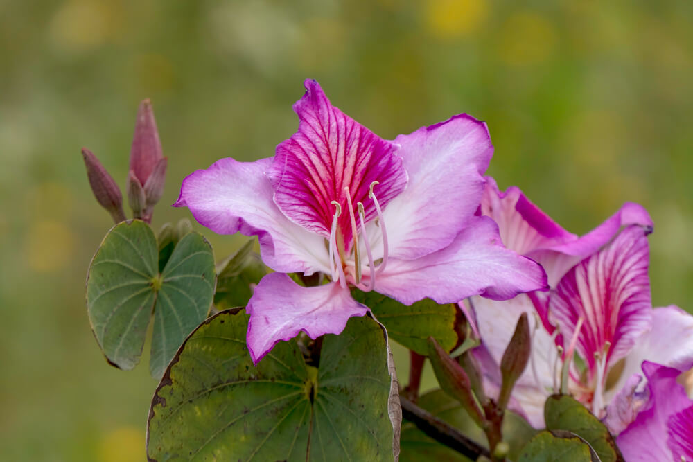 Bauhinia Purpurea