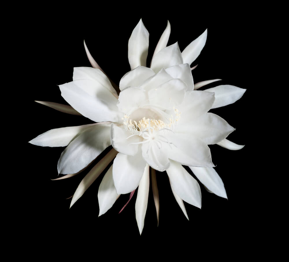 Epiphyllum oxypetalum