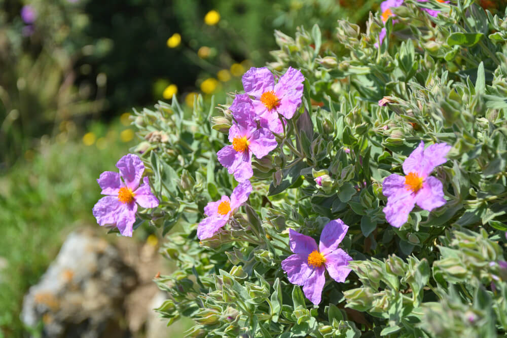 Pavonia lasiopetala