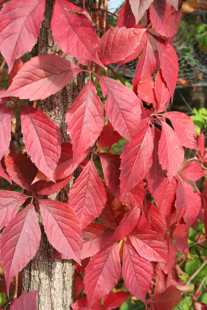 Parthenocissus quinquefolia