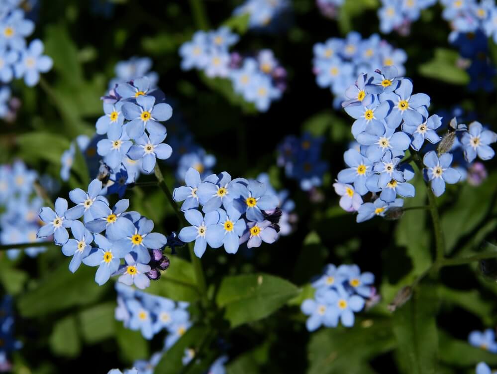 Myosotis sylvaticus