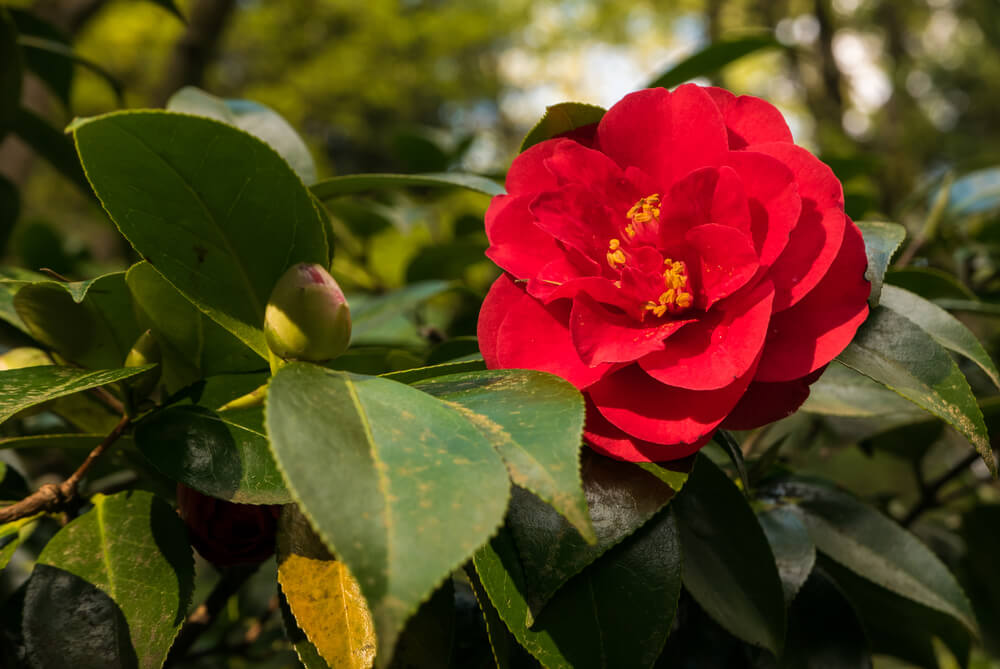 Camellia japonica