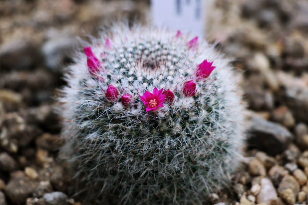 Mammillaria hahniana