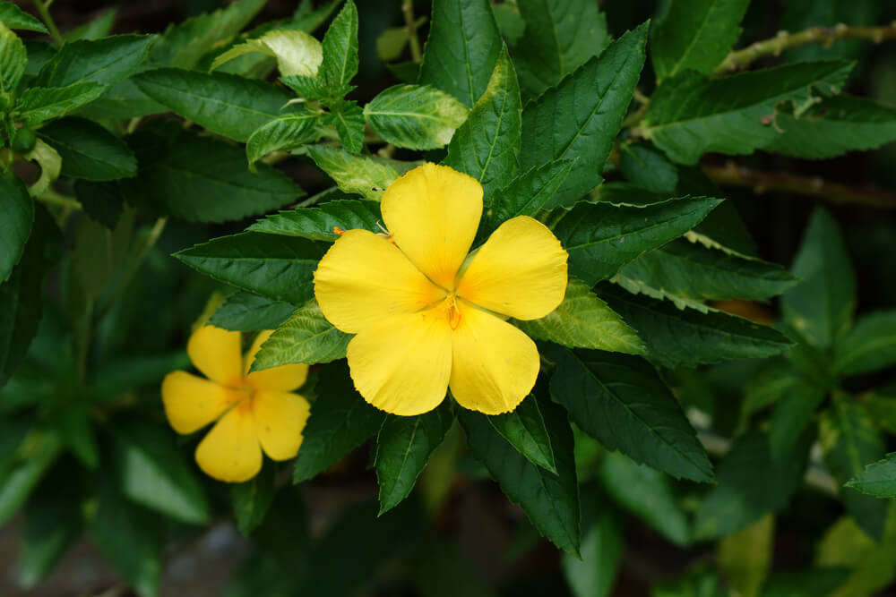 Salvia koyamae