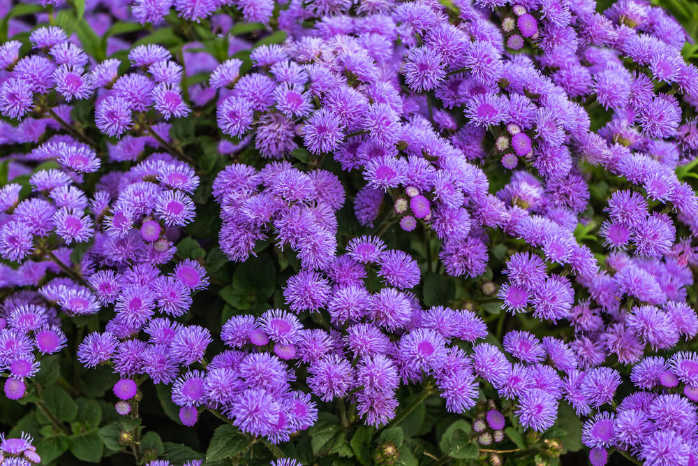 Ageratum houstonianum