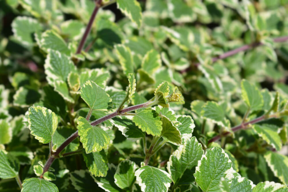 Plectranthus australis Marginatus