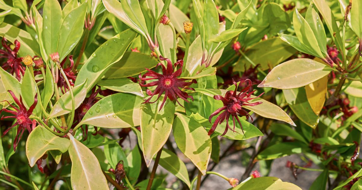 Illicium parviflorum