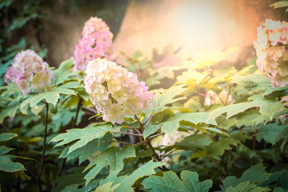 Hydrangea quercifolia