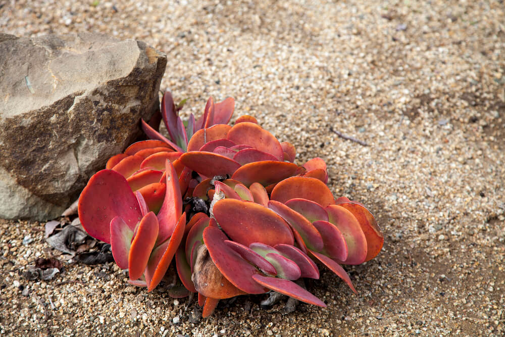 Kalanchoe luciae