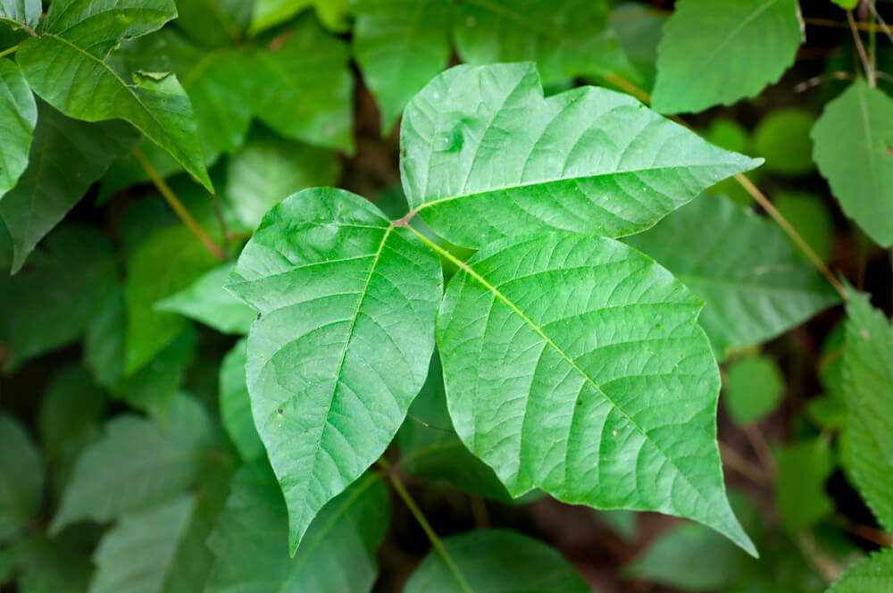 Toxicodendron radicans