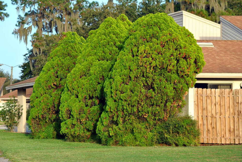 Thuja occidentalis