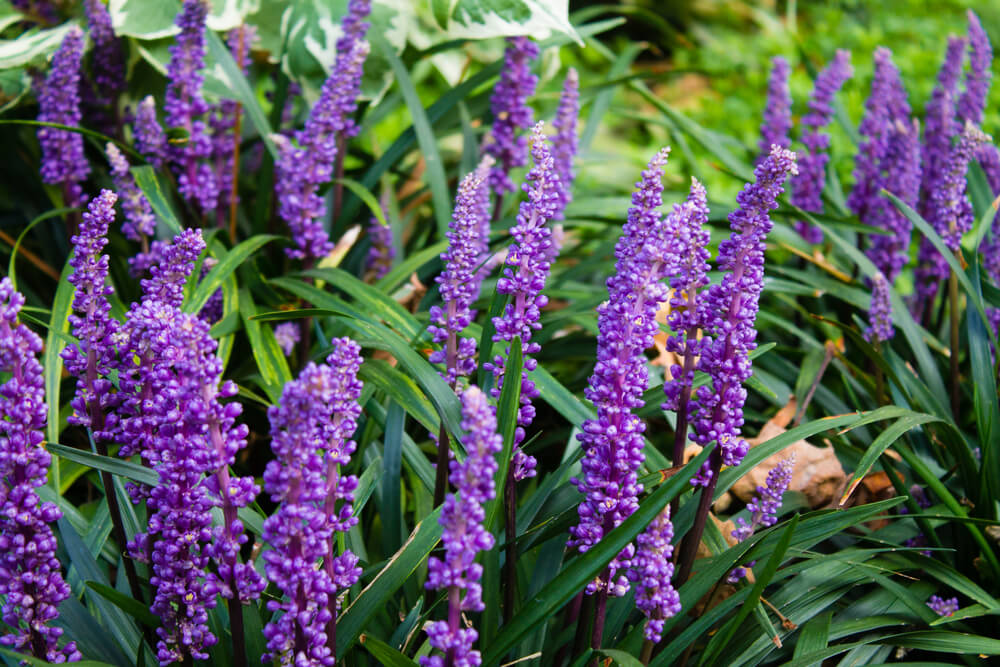 Liriope muscari