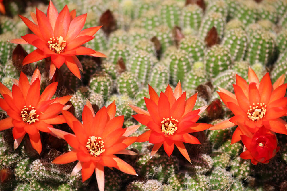 Echinopsis chamaecereus