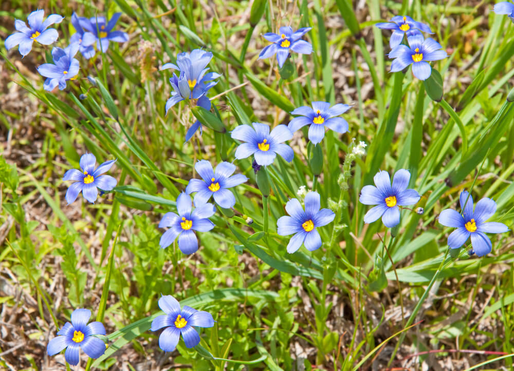 Sisyrinchium bellum