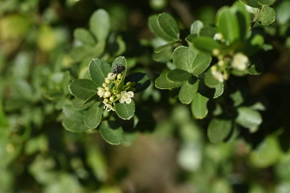 Ilex crenata