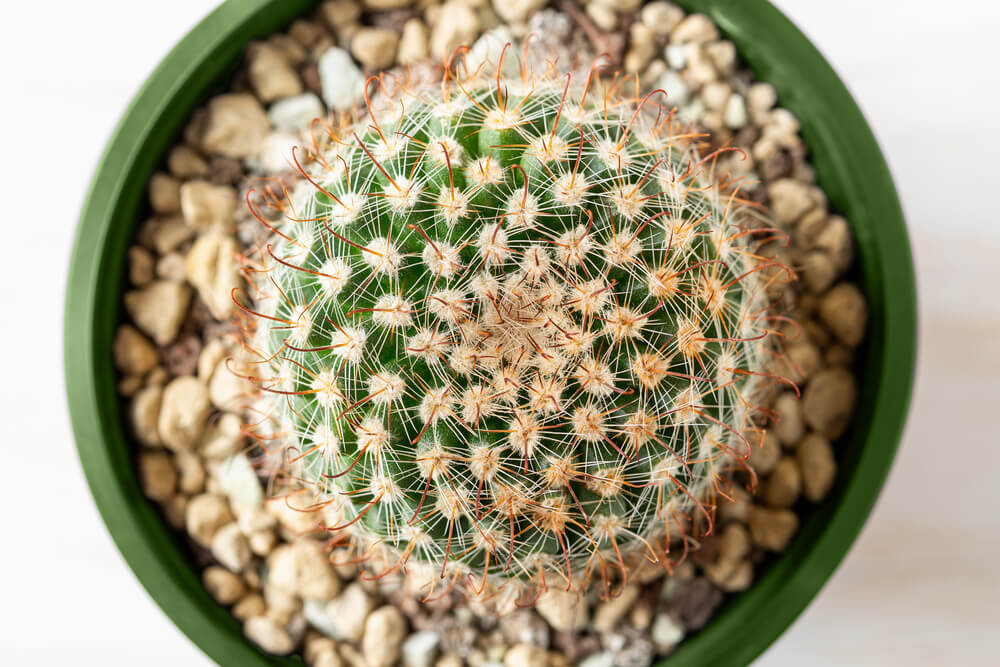 Mammillaria crinita