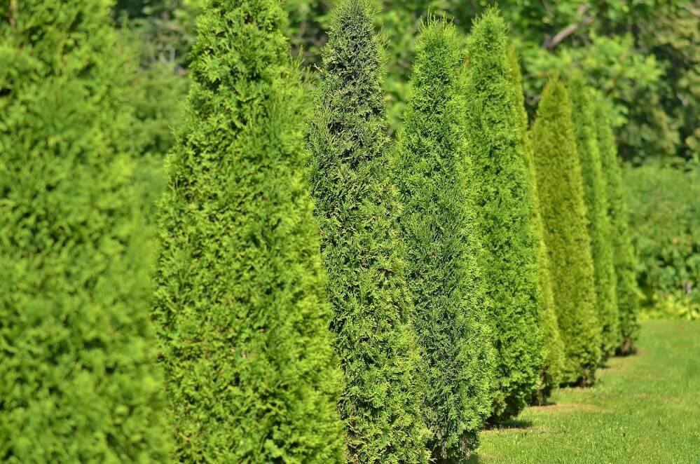 Thuja plicata