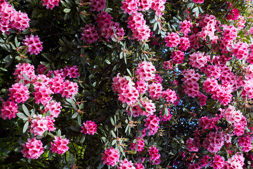 Rhododendron