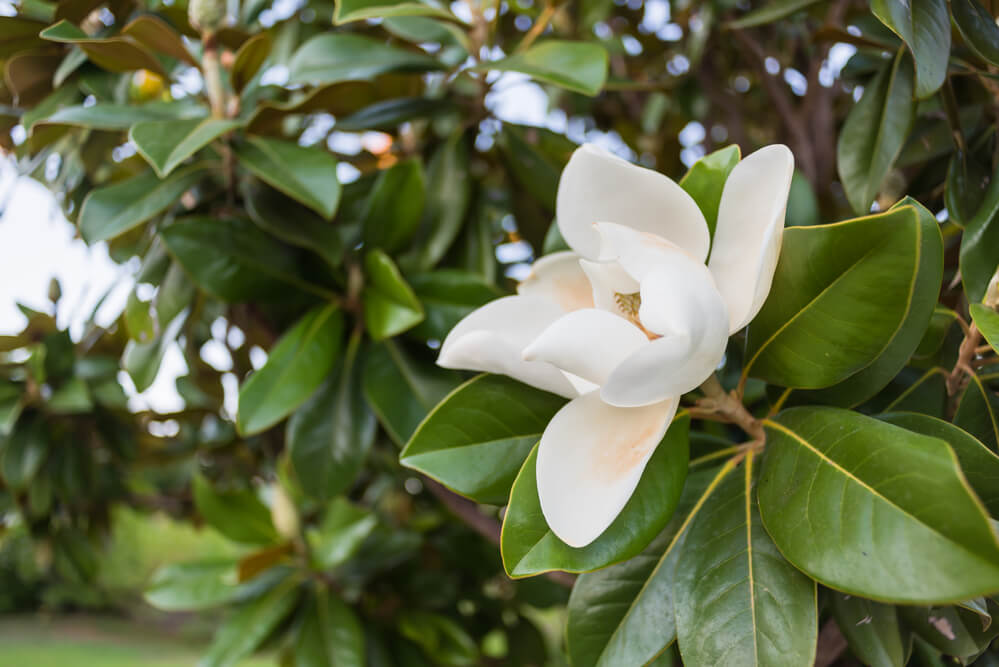 Magnolia grandiflora