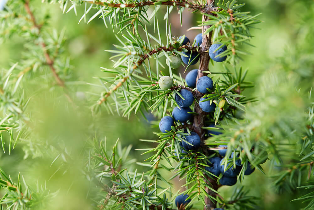 Juniperus communis