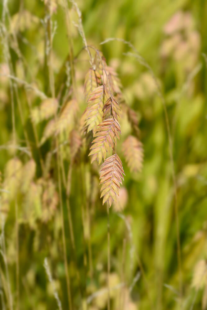 Chasmanthium latifolium