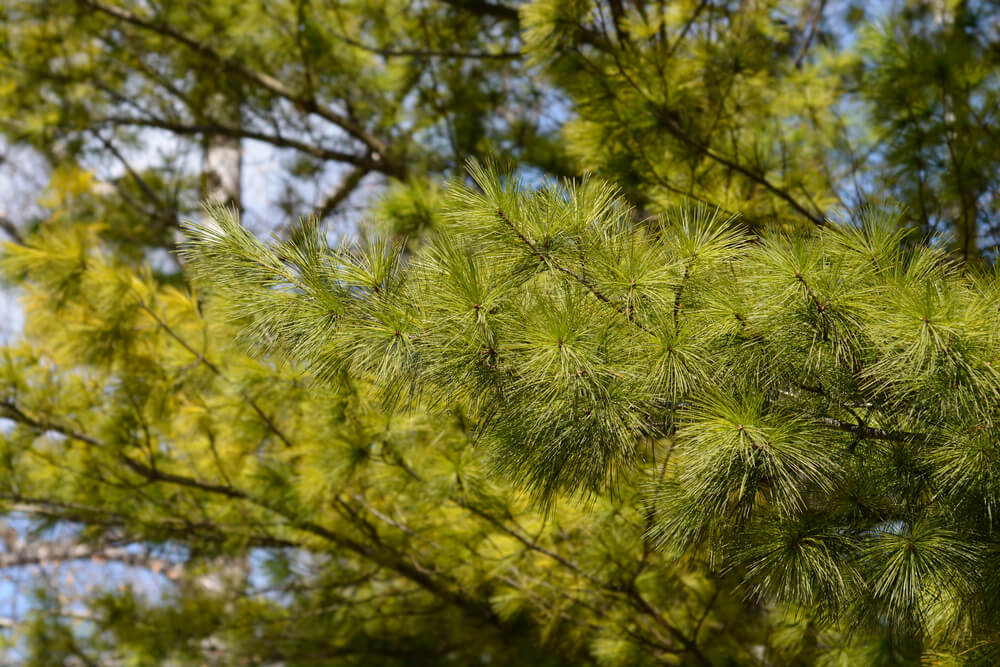 Pinus strobus