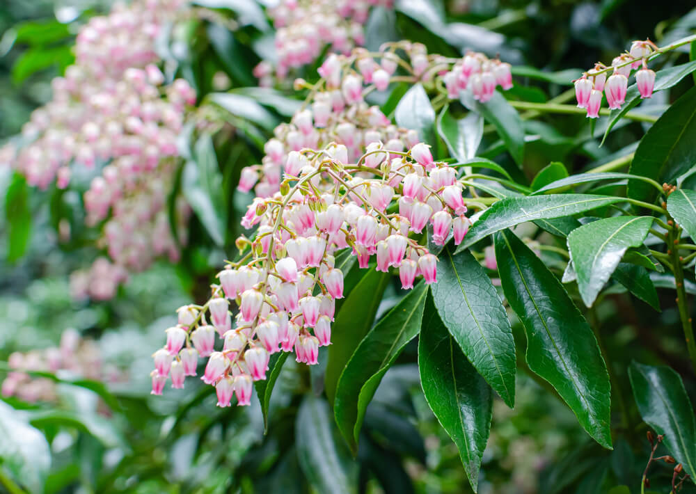 Pieris japonica