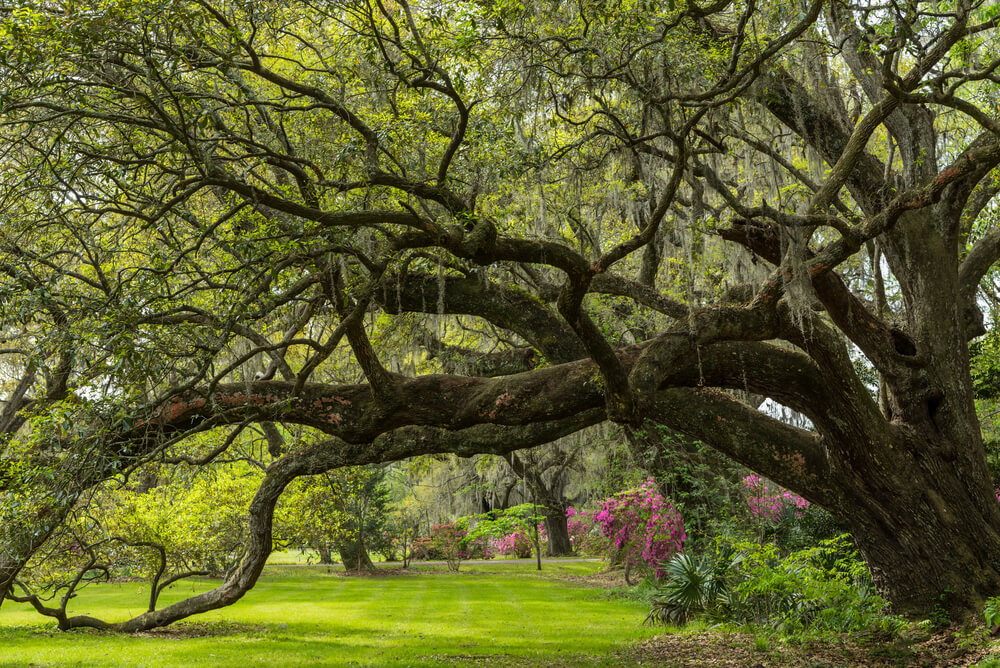 Quercus virginiana