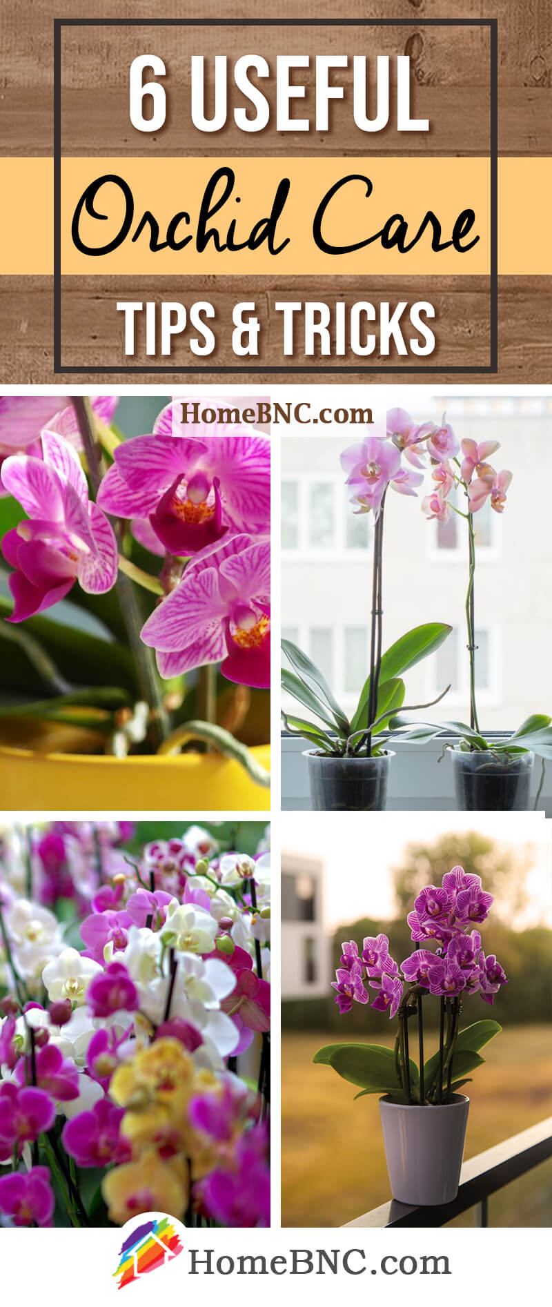 Orchid Care