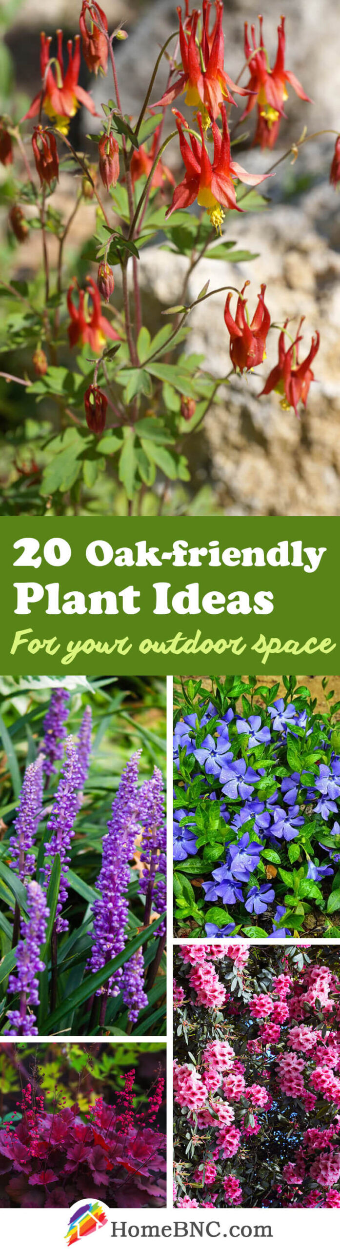 Plants that Grow Under Oak Trees