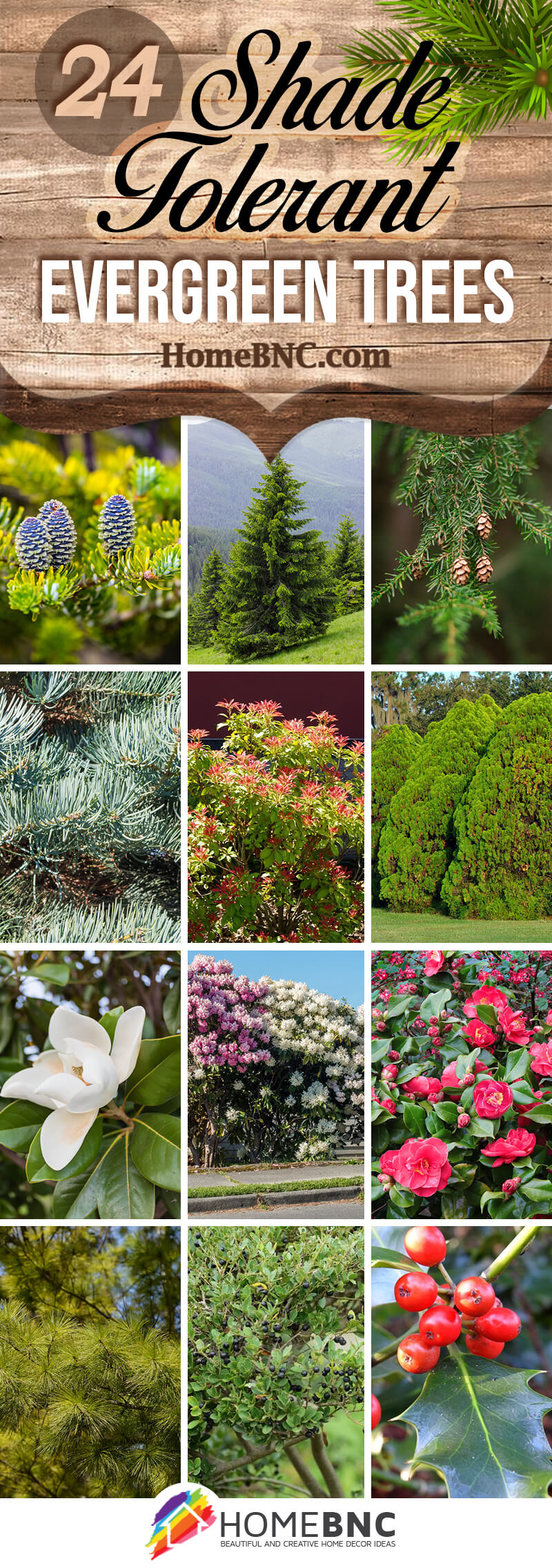 Shade Tolerant Evergreen Trees