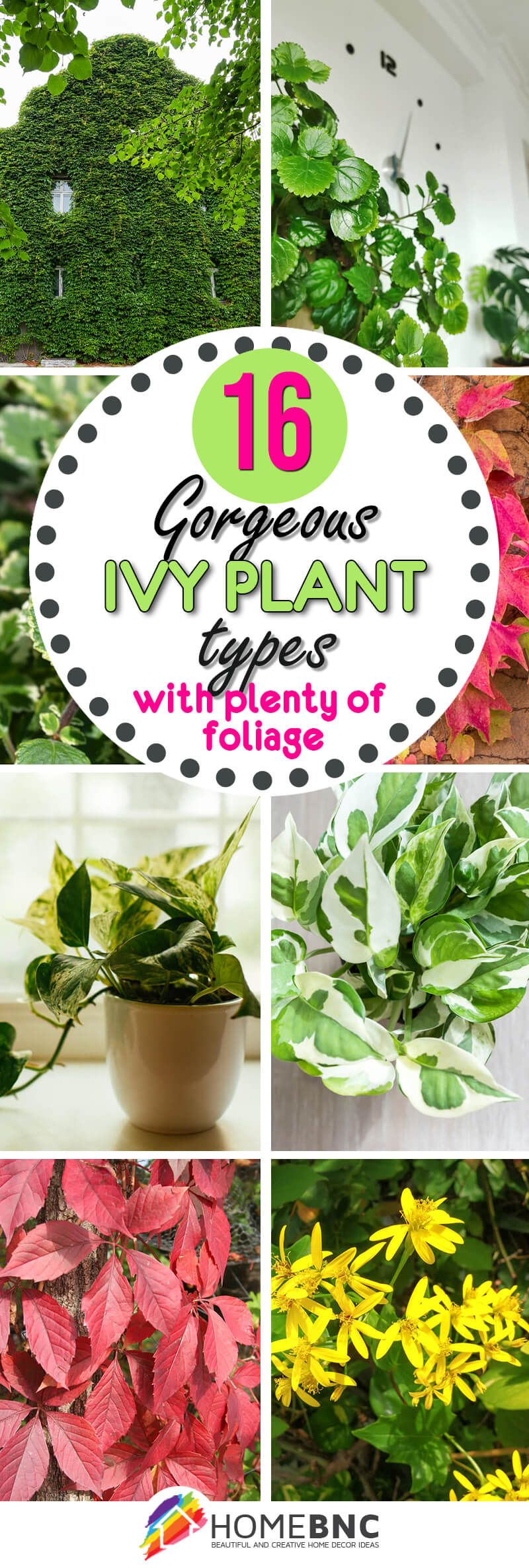 Types of Ivy Plants