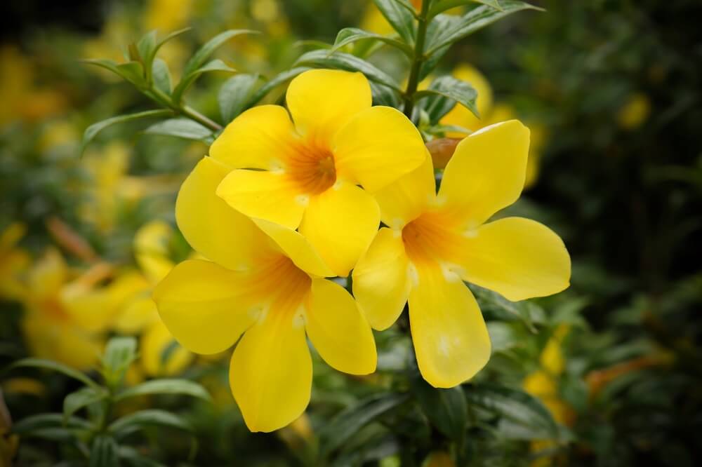 Allamanda cathartica