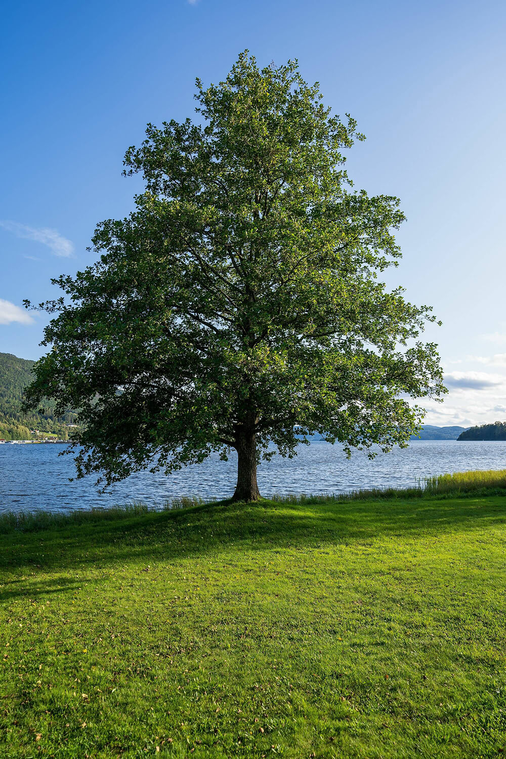 Alnus glutinosa