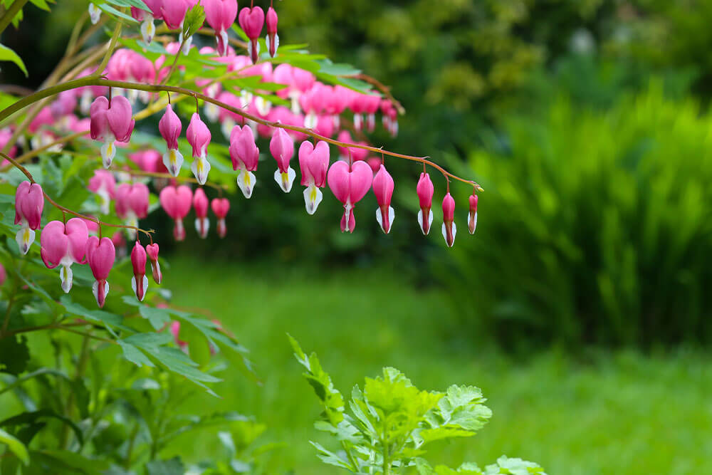 Dicentra spectabilis