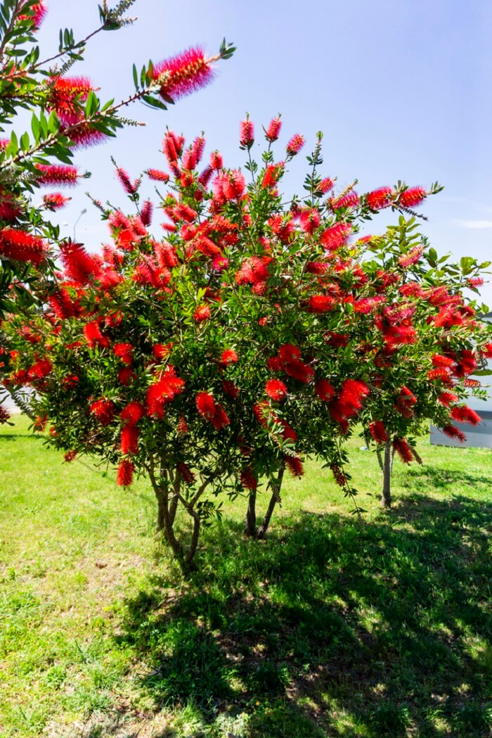 Callistemon citrinus