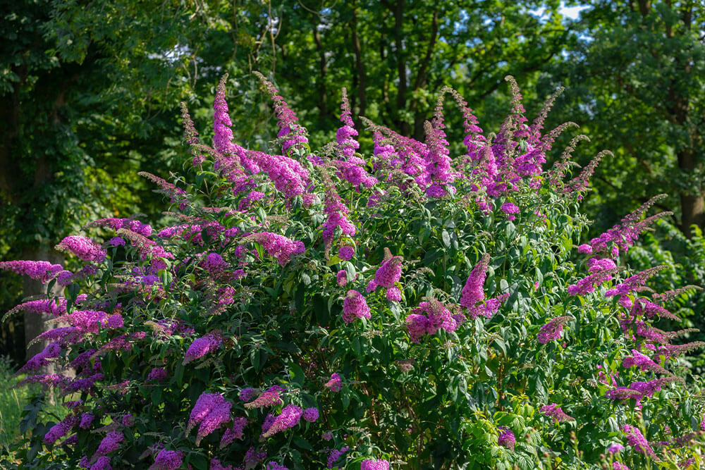 Buddleja