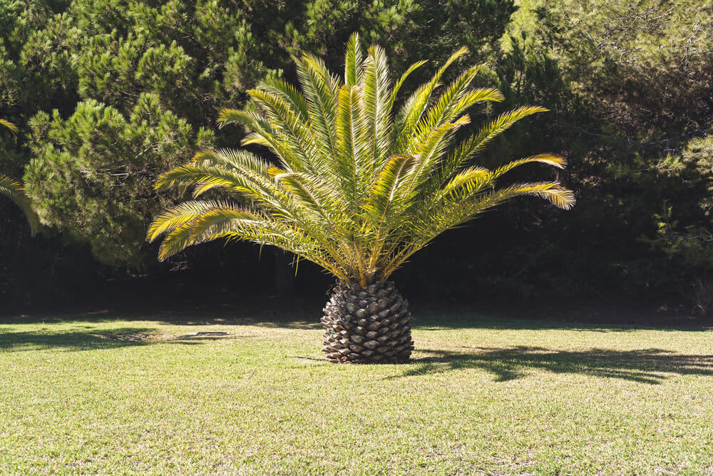 Varieties of Date Palm Trees