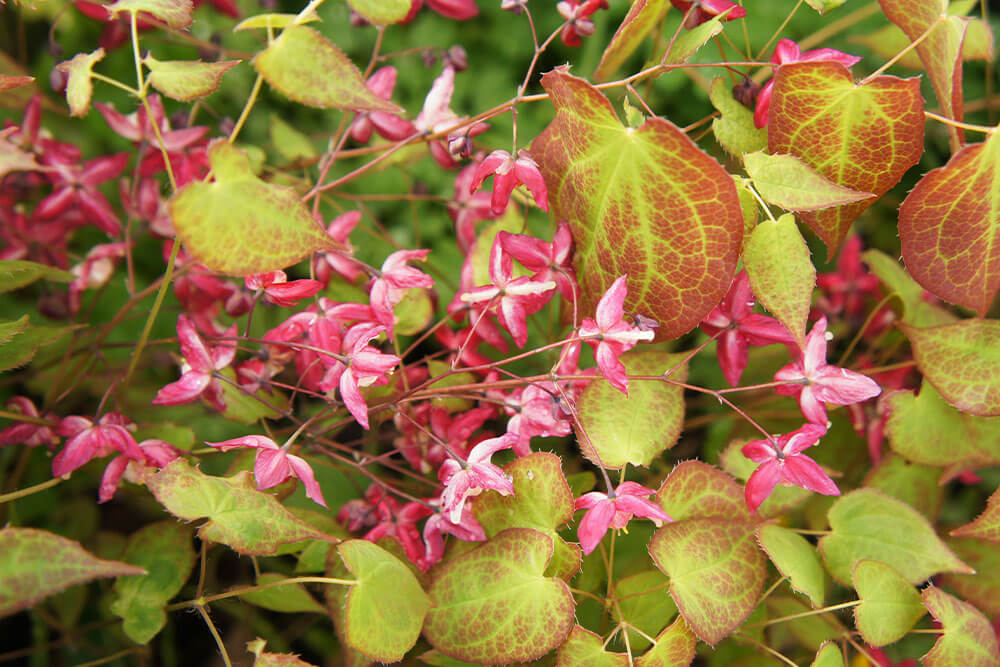 When to plant epimedium