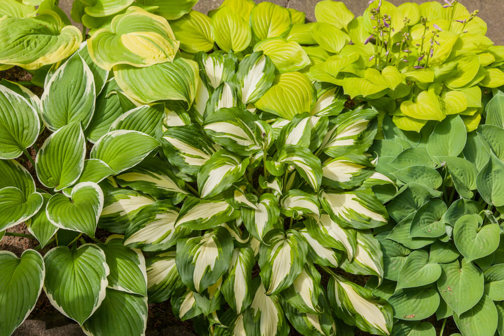 Hosta spp.