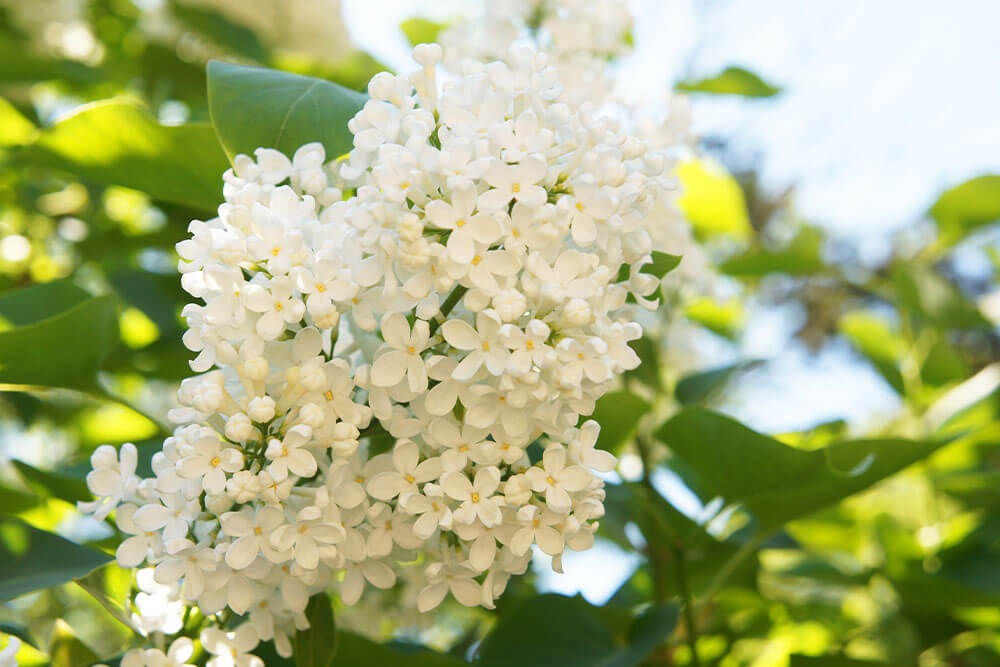 Growing a Japanese Lilac Tree