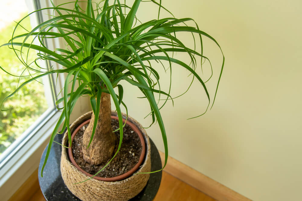 Growing ponytail palm tree