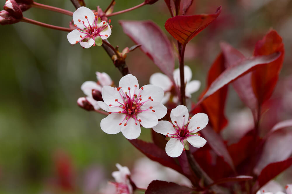 Care and keeping of purple leaf sand cherry trees