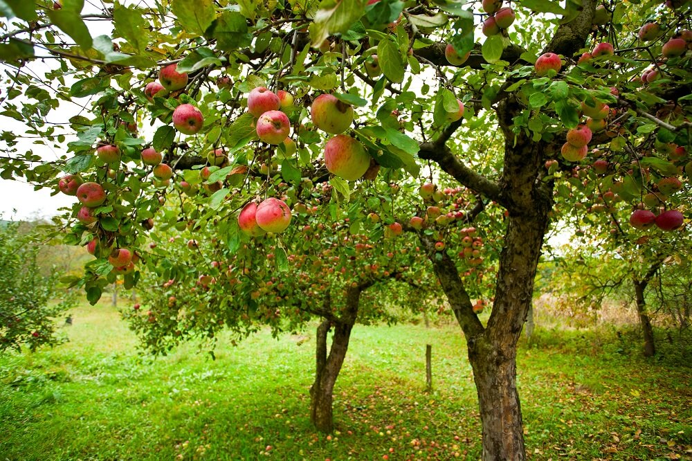 Malus domestica