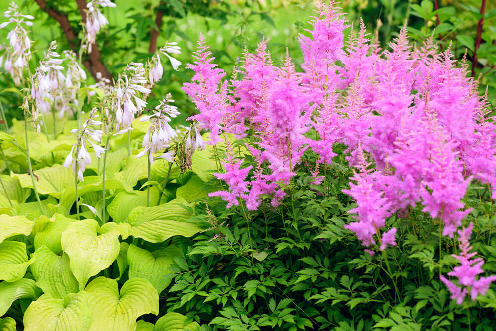 Astilbe spp.